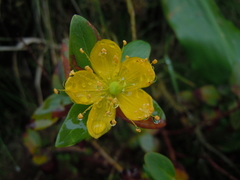 Hypericum foliosum