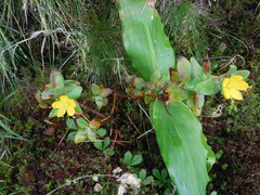 Hypericum foliosum