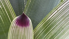 Vriesea platynema variegata