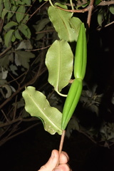 Ischnolepis natalensis