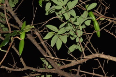 Ischnolepis natalensis