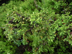 Juniperus brevifolia