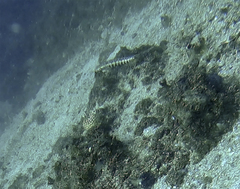 Parapercis stricticeps