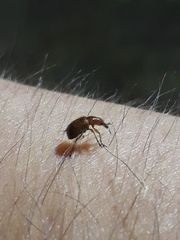 Lasiorhynchites praeustus