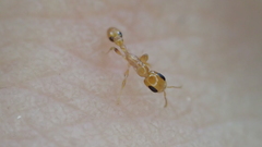 Pseudomyrmex simplex