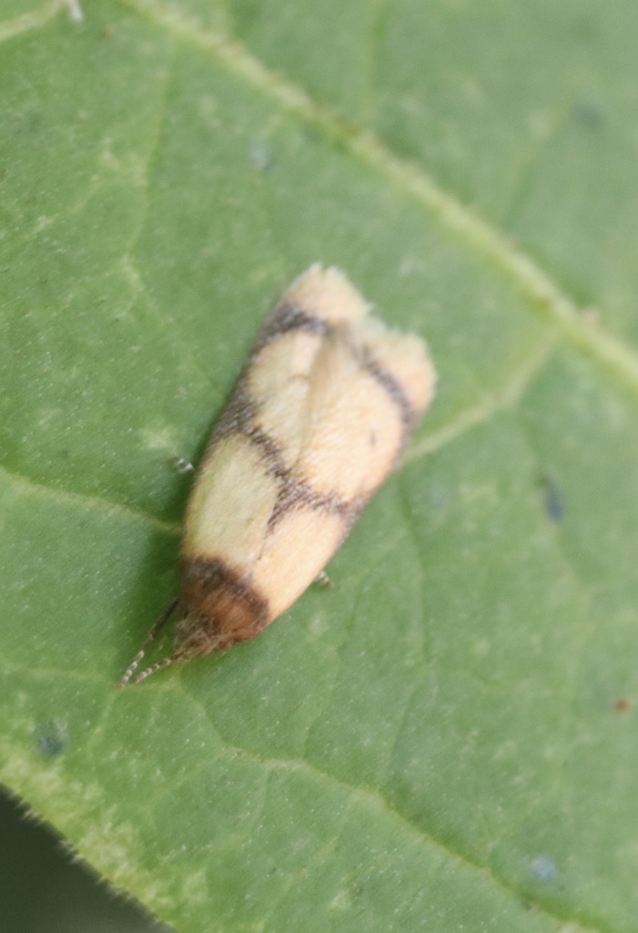 Gildita luteonigra