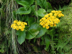 Leontodon hochstetteri