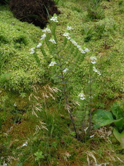 Euphrasia azorica