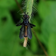 Beskia