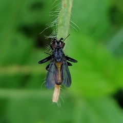 Beskia