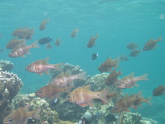 Ostorhinchus norfolcensis