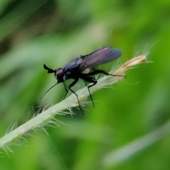 Beskia