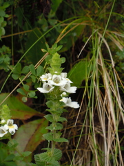 Euphrasia azorica