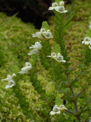 Euphrasia azorica