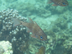 Ostorhinchus norfolcensis