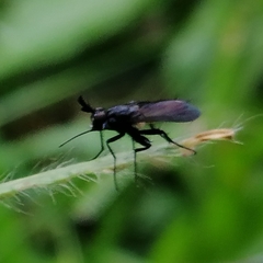 Beskia