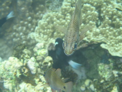 Ostorhinchus norfolcensis