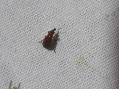 Lasiorhynchites praeustus