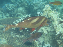 Morwong ephippium
