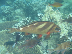 Morwong ephippium