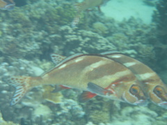 Morwong ephippium