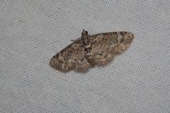 Chloroclystis grisea