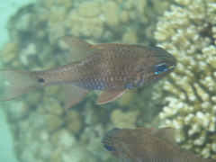 Ostorhinchus norfolcensis