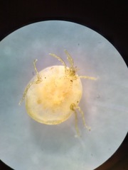 Protzia