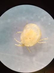 Protzia