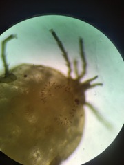 Protzia