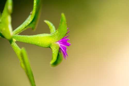 Mesembryanthemum cordifolium