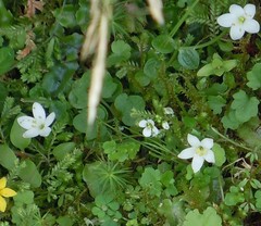 Centaurium scilloides
