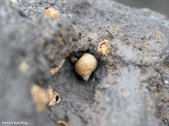 Tectarius striatus