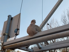 Streptopelia decaocto