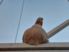 Streptopelia decaocto