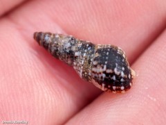 Cerithium lividulum
