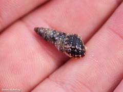 Cerithium lividulum