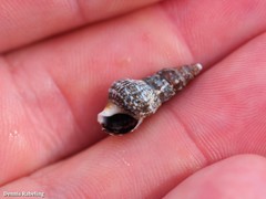Cerithium lividulum