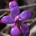 Caladenia brunonis - Photo (c) neomyrtus, algunos derechos reservados (CC BY-NC-SA)