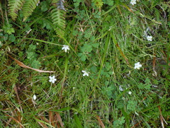 Centaurium scilloides