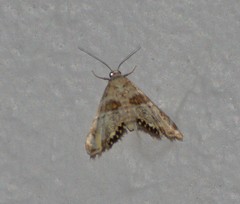 Petrophila heppneri
