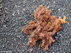 Gongolaria mauritanica