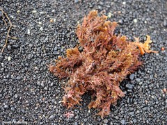 Gongolaria mauritanica