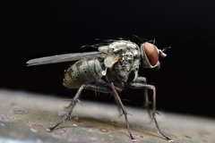 Diptera