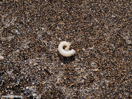 photo of Ram's Horn Squid (Spirula spirula)