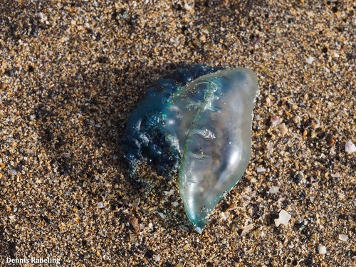 photo of Portuguese Man O' War (Physalia physalis)