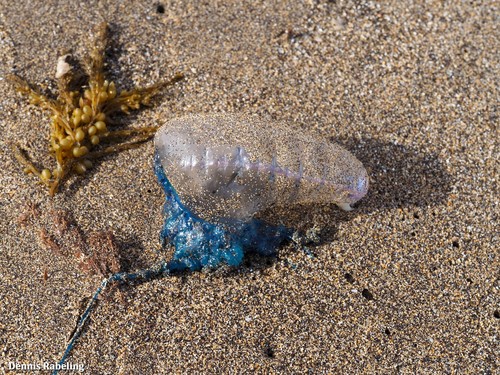 photo of Portuguese Man O' War (Physalia physalis)