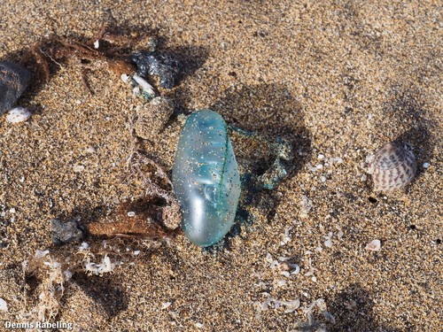 photo of Portuguese Man O' War (Physalia physalis)