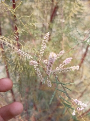 Tamarix ramosissima