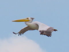 Pink-Backed Pelican photo 4